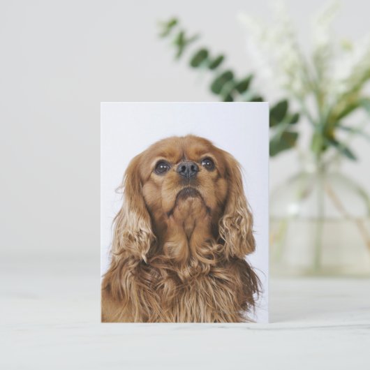 Cavalier King Charles Spaniel kijkt op Briefkaart (Staand voorkant)
