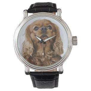 Cavalier King Charles Spaniel kijkt op Horloge
