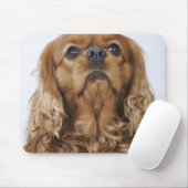 Cavalier King Charles Spaniel kijkt op Muismat (Met muis)