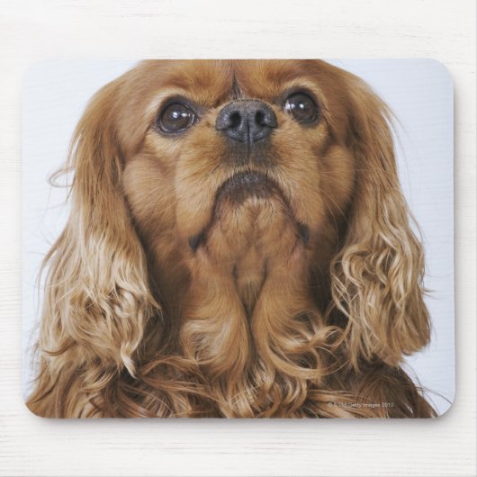 Cavalier King Charles Spaniel kijkt op Muismat (Voorkant)