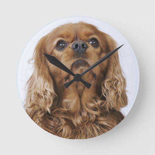 Cavalier King Charles Spaniel kijkt op Ronde Klok (Voorkant)