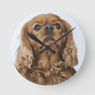 Cavalier King Charles Spaniel kijkt op Ronde Klok