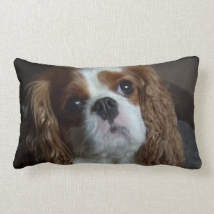 Cavalier King Charles Spaniel kussenkussenkussens Kussen