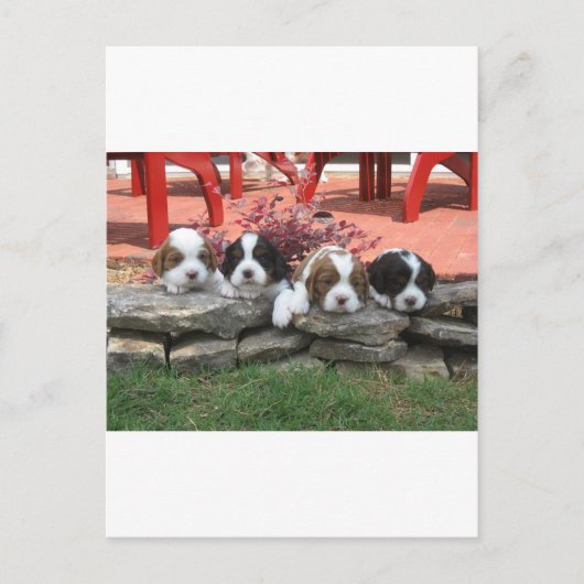 Cavalier King Charles Spaniel Litter Briefkaart (Voorkant)