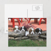 Cavalier King Charles Spaniel Litter Briefkaart (Voorkant / Achterkant)