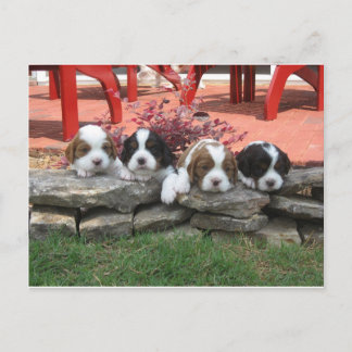 Cavalier King Charles Spaniel Litter Briefkaart