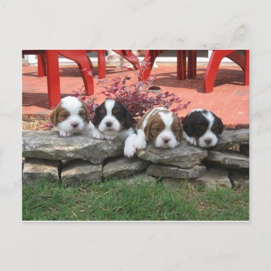 Cavalier King Charles Spaniel Litter Briefkaart (Voorkant)