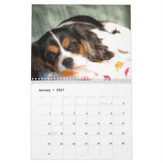 Cavalier King Charles Spaniel Love. Kalender (Jan 2027)