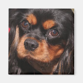 CAVALIER KING CHARLES SPANIEL MAGNEET (Voorkant)