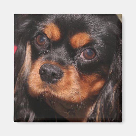 CAVALIER KING CHARLES SPANIEL MAGNEET (Voorkant)
