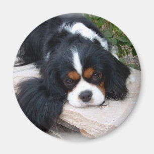 Cavalier King Charles Spaniel magneet