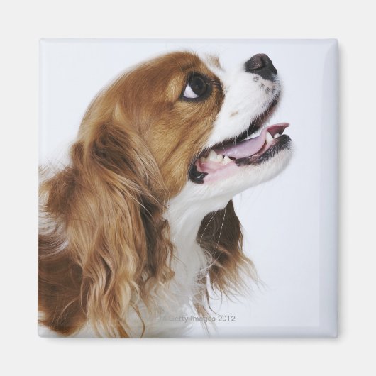 Cavalier King Charles Spaniel Magneet (Voorkant)