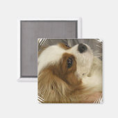 Cavalier King Charles Spaniel Magnet (Voorkant / Achterkant)