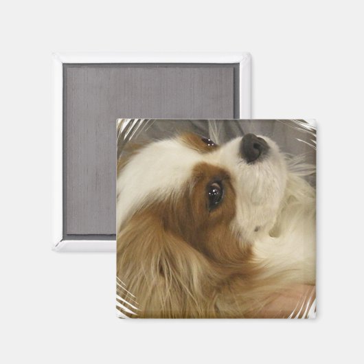 Cavalier King Charles Spaniel Magnet (Voorkant / Achterkant)