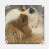 Cavalier King Charles Spaniel Magnet (Voorkant)