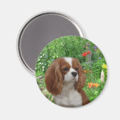 Cavalier King Charles Spaniel Magnet (Voorkant / Achterkant)