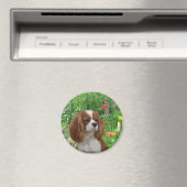 Cavalier King Charles Spaniel Magnet (Insitu (Vaatwasser))
