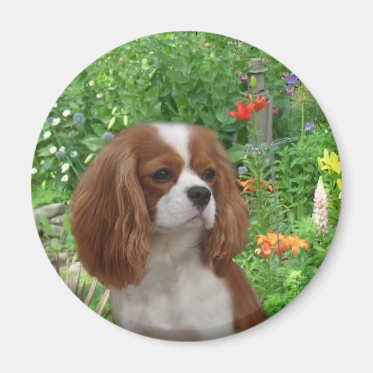 Cavalier King Charles Spaniel Magnet (Voorkant)
