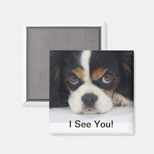 Cavalier King Charles Spaniel Magnet Tri (Voorkant / Achterkant)