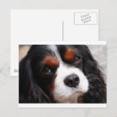 Cavalier King Charles Spaniel mama Briefkaart (Voorkant / Achterkant)