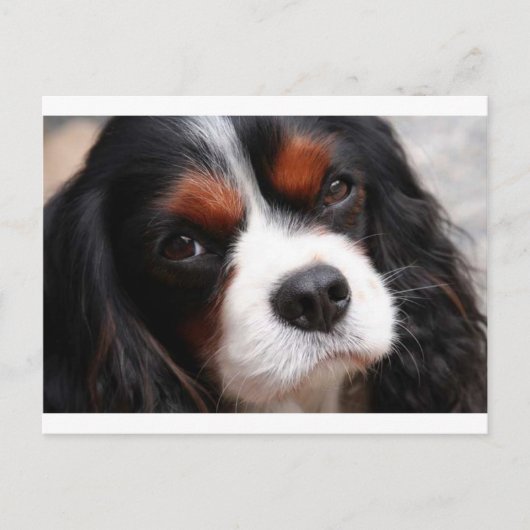 Cavalier King Charles Spaniel mama Briefkaart (Voorkant)
