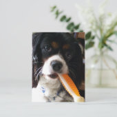 Cavalier King Charles Spaniel met Bone Briefkaart (Staand voorkant)