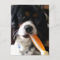Cavalier King Charles Spaniel met Bone
