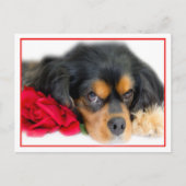 Cavalier King Charles Spaniel Met Een Roos Ansicht Briefkaart (Voorkant)