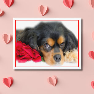 Cavalier King Charles Spaniel Met Een Roos Ansicht Briefkaart