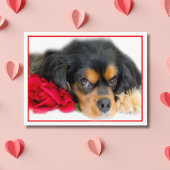 Cavalier King Charles Spaniel met een Roos Briefka Briefkaart