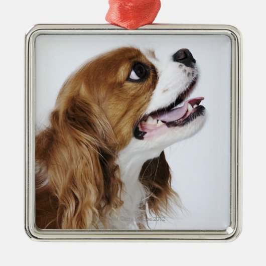 Cavalier King Charles Spaniel Metalen Ornament (Voorkant)