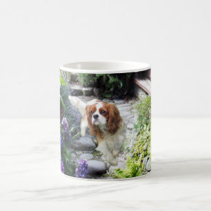 Cavalier King Charles Spaniel Mok