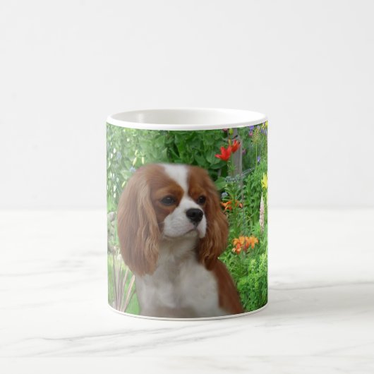 Cavalier King Charles Spaniel Mok (Center)
