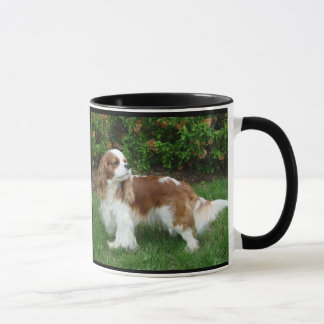 Cavalier King Charles Spaniel Mok