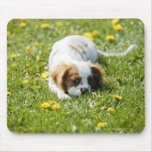 Cavalier King Charles Spaniel Muismat