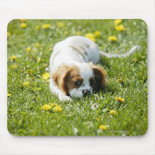 Cavalier King Charles Spaniel Muismat (Voorkant)