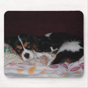 Cavalier King Charles Spaniel Muismat