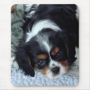 Cavalier King Charles Spaniel Muismat