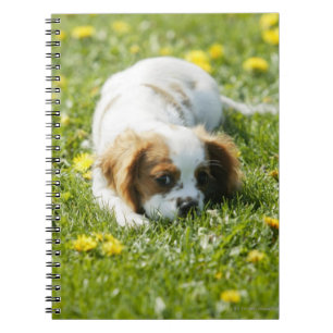 Cavalier King Charles Spaniel Notitieboek