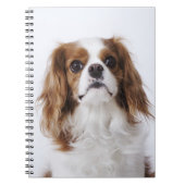 Cavalier King Charles Spaniel Notitieboek (Voorkant)
