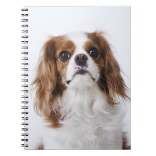 Cavalier King Charles Spaniel Notitieboek