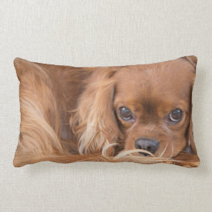 Cavalier King Charles Spaniel Ogen Op Jou Kussen