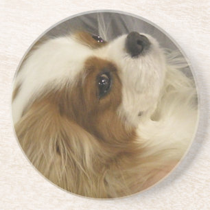 Cavalier King Charles Spaniel Onderzetters