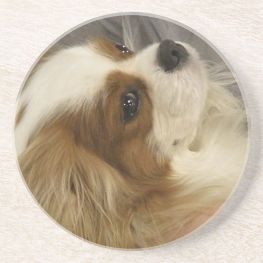 Cavalier King Charles Spaniel Onderzetters (Voorkant)