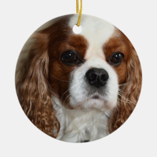 Cavalier King Charles Spaniel Ornament (Voorkant)