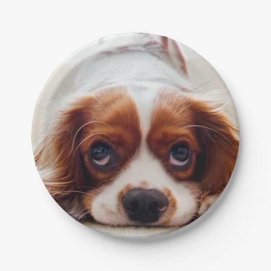 Cavalier King Charles Spaniel Papieren Bordje (Voorkant)