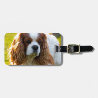 Cavalier King Charles Spaniel Portret Bagagelabel