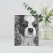 Cavalier King Charles Spaniel Post Card Briefkaart (Staand voorkant)