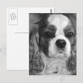 Cavalier King Charles Spaniel Post Card Briefkaart (Voorkant / Achterkant)