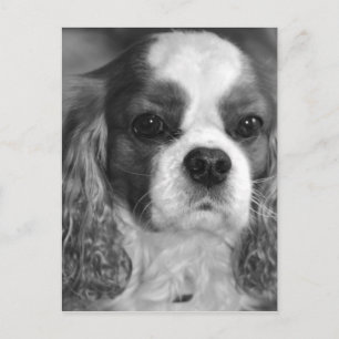 Cavalier King Charles Spaniel Post Card Briefkaart